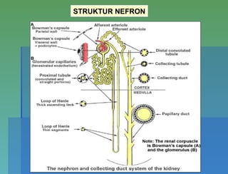 STRUKTUR NEFRON
 