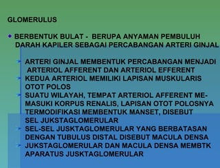 GLOMERULUS
BERBENTUK BULAT - BERUPA ANYAMAN PEMBULUH
DARAH KAPILER SEBAGAI PERCABANGAN ARTERI GINJAL
ARTERI GINJAL MEMBENTUK PERCABANGAN MENJADI
ARTERIOL AFFERENT DAN ARTERIOL EFFERENT
KEDUA ARTERIOL MEMILIKI LAPISAN MUSKULARIS
OTOT POLOS
SUATU WILAYAH, TEMPAT ARTERIOL AFFERENT ME-
MASUKI KORPUS RENALIS, LAPISAN OTOT POLOSNYA
TERMODIFIKASI MEMBENTUK MANSET, DISEBUT
SEL JUKSTAGLOMERULAR
SEL-SEL JUSKTAGLOMERULAR YANG BERBATASAN
DENGAN TUBULUS DISTAL DISEBUT MACULA DENSA
JUKSTAGLOMERULAR DAN MACULA DENSA MEMBTK
APARATUS JUSKTAGLOMERULAR
 