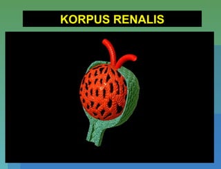 KORPUS RENALIS
 