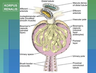 KORPUS
RENALIS
 