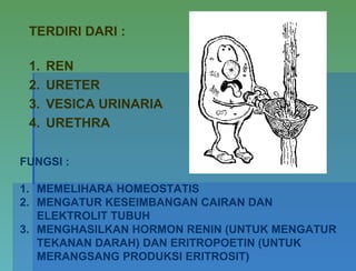 TERDIRI DARI :
1. REN
2. URETER
3. VESICA URINARIA
4. URETHRA
FUNGSI :
1. MEMELIHARA HOMEOSTATIS
2. MENGATUR KESEIMBANGAN CAIRAN DAN
ELEKTROLIT TUBUH
3. MENGHASILKAN HORMON RENIN (UNTUK MENGATUR
TEKANAN DARAH) DAN ERITROPOETIN (UNTUK
MERANGSANG PRODUKSI ERITROSIT)
 