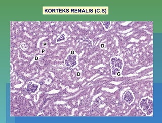 KORTEKS RENALIS (C.S)
 