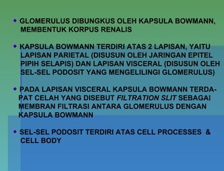 GLOMERULUS DIBUNGKUS OLEH KAPSULA BOWMANN,
MEMBENTUK KORPUS RENALIS
KAPSULA BOWMANN TERDIRI ATAS 2 LAPISAN, YAITU
LAPISAN PARIETAL (DISUSUN OLEH JARINGAN EPITEL
PIPIH SELAPIS) DAN LAPISAN VISCERAL (DISUSUN OLEH
SEL-SEL PODOSIT YANG MENGELILINGI GLOMERULUS)
PADA LAPISAN VISCERAL KAPSULA BOWMANN TERDA-
PAT CELAH YANG DISEBUT FILTRATION SLIT SEBAGAI
MEMBRAN FILTRASI ANTARA GLOMERULUS DENGAN
KAPSULA BOWMANN
SEL-SEL PODOSIT TERDIRI ATAS CELL PROCESSES &
CELL BODY
 
