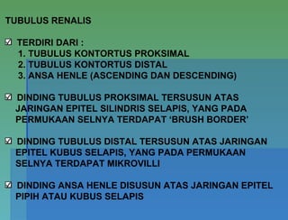 TUBULUS RENALIS
TERDIRI DARI :
1. TUBULUS KONTORTUS PROKSIMAL
2. TUBULUS KONTORTUS DISTAL
3. ANSA HENLE (ASCENDING DAN DESCENDING)
DINDING TUBULUS PROKSIMAL TERSUSUN ATAS
JARINGAN EPITEL SILINDRIS SELAPIS, YANG PADA
PERMUKAAN SELNYA TERDAPAT ‘BRUSH BORDER’
DINDING TUBULUS DISTAL TERSUSUN ATAS JARINGAN
EPITEL KUBUS SELAPIS, YANG PADA PERMUKAAN
SELNYA TERDAPAT MIKROVILLI
DINDING ANSA HENLE DISUSUN ATAS JARINGAN EPITEL
PIPIH ATAU KUBUS SELAPIS
 