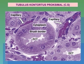 TUBULUS KONTORTUS PROKSIMAL (C.S)
 