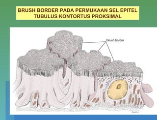 BRUSH BORDER PADA PERMUKAAN SEL EPITEL
TUBULUS KONTORTUS PROKSIMAL
 