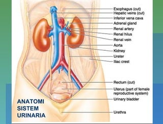 ANATOMI
SISTEM
URINARIA
 