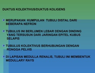 DUKTUS KOLEKTIVUS/DUKTUS KOLIGENS
MERUPAKAN KUMPULAN TUBULI DISTAL DARI
BEBERAPA NEFRON
TUBULUS INI BERLUMEN LEBAR DENGAN DINDING
YANG TERSUSUN DARI JARINGAN EPITEL KUBUS
SELAPIS
TUBULUS KOLEKTIVUS BERHUBUNGAN DENGAN
RONGGA PELVIS
DI LAPISAN MEDULLA RENALIS, TUBULI INI MEMBENTUK
MEDULLARY RAYS
 