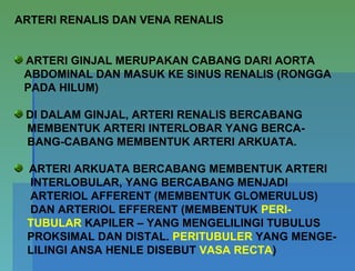 ARTERI RENALIS DAN VENA RENALIS
ARTERI GINJAL MERUPAKAN CABANG DARI AORTA
ABDOMINAL DAN MASUK KE SINUS RENALIS (RONGGA
PADA HILUM)
DI DALAM GINJAL, ARTERI RENALIS BERCABANG
MEMBENTUK ARTERI INTERLOBAR YANG BERCA-
BANG-CABANG MEMBENTUK ARTERI ARKUATA.
ARTERI ARKUATA BERCABANG MEMBENTUK ARTERI
INTERLOBULAR, YANG BERCABANG MENJADI
ARTERIOL AFFERENT (MEMBENTUK GLOMERULUS)
DAN ARTERIOL EFFERENT (MEMBENTUK PERI-
TUBULAR KAPILER – YANG MENGELILINGI TUBULUS
PROKSIMAL DAN DISTAL. PERITUBULER YANG MENGE-
LILINGI ANSA HENLE DISEBUT VASA RECTA)
 