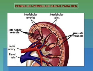 PEMBULUH-PEMBULUH DARAH PADA REN
 