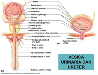 VESICA
URINARIA DAN
URETER
 
