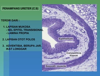 PENAMPANG URETER (C.S)
TERDIR DARI :
1. LAPISAN MUKOSA
- SEL EPITEL TRANSISIONAL
- LAMINA PROPIA
2. LAPISAN OTOT POLOS
3. ADVENTISIA, BERUPA JAR.
IKAT LONGGAR
 