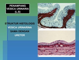 PENAMPANG
VESICA URINARIA
(L.S)
SAAT KOSONG
SAAT ISI
STRUKTUR HISTOLOGIS
VESICA URINARINA
SAMA DENGAN
URETER
 