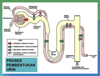 PROSES
PEMBENTUKAN
URIN
 