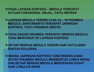 PADA LAPISAN KORTEKS – MEDULA TERDAPAT
SATUAN FUNGSIONAL GINJAL, YAITU NEFRON
LAPISAN MEDULA TERDIRI ATAS 10 – 18 PIRAMIDA
MEDULA. DIANTARANYA TERDAPAT JARINGAN
KORTEKS, YAITU PIRAMIDA BERTIN
PADA DASAR PIRAMIDA TERDAPAT BERKAS MEDULA
YANG MENYUSUP KE LAPISAN KORTEKS
SETIAP BERKAS MEDULA TERDIRI DARI SATU/LEBIH
DUKTUS KOLIGENS
MASSA JARINGAN KORTEKS YANG MENGELILINGI
SETIAP PIRAMIDA MEDULA MEMBENTUK LOBUS RENIS,
DAN SETIAP BERKAS MEDULA MERUPAKAN PUSAT
DARI LOBULUS RENIS
 