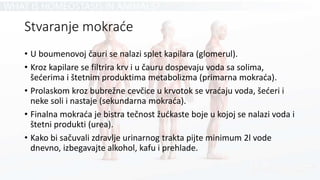 Stvaranje mokraće
• U boumenovoj čauri se nalazi splet kapilara (glomerul).
• Kroz kapilare se filtrira krv i u čauru dospevaju voda sa solima,
šećerima i štetnim produktima metabolizma (primarna mokraća).
• Prolaskom kroz bubrežne cevčice u krvotok se vraćaju voda, šećeri i
neke soli i nastaje (sekundarna mokraća).
• Finalna mokraća je bistra tečnost žućkaste boje u kojoj se nalazi voda i
štetni produkti (urea).
• Kako bi sačuvali zdravlje urinarnog trakta pijte minimum 2l vode
dnevno, izbegavajte alkohol, kafu i prehlade.
 