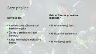 Brze pitalice
Nefridije su:
• Cevčice za ozlučivanje kod
beskičmenjaka
• Žlezde u srednjem crevu
insekata
• Ćelije koje oblažu mokraćnu
bešiku
Gde se formira primarna
mokraća?
• U Boumenovoj čauri.
• U distalnim kanalićima
• U Henlijevoj petlji
 
