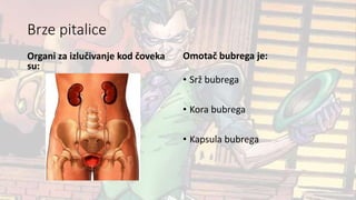 Brze pitalice
Organi za izlučivanje kod čoveka
su:
Omotač bubrega je:
• Srž bubrega
• Kora bubrega
• Kapsula bubrega
 