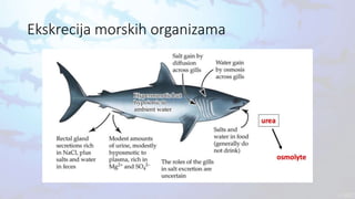 Ekskrecija morskih organizama
 