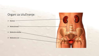 Organi za izlučivanje:
 Bubrezi
 Mokraćovodi
 Mokraćna bešika
 Mokraćna cev
 