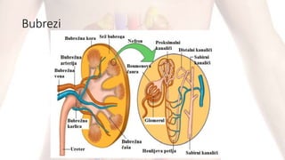 Bubrezi
 