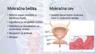 Mokraćna bešika
• Mišićni organ smešten u
karličnoj duplji.
• Izgrađena je od glatkih mišića.
• Obložena je sluzokožom sa
unutrašnje strane.
• Receptori za pritisak.
• Sfinkter
Mokraćna cev
• Izvodni kanal kojim mokraća
izlazi iz mokraćne bešike.
 