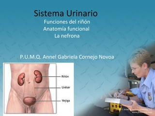 Sistema Urinario
         Funciones del riñón
         Anatomía funcional
             La nefrona


P.U.M.Q. Annel Gabriela Cornejo Novoa
 