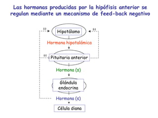 Las hormonas producidas por la hipófisis anterior se
regulan mediante un mecanismo de feed-back negativo
Hipotálamo
Hormona hipotalámica
Pituitaria anterior
Hormona (s)
Glándula
endocrina
Hormona (s)
Célula diana
 