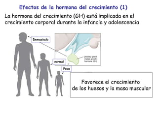 Efectos de la hormona del crecimiento (1)
La hormona del crecimiento (GH) está implicada en el
crecimiento corporal durante la infancia y adolescencia
Favorece el crecimiento
de los huesos y la masa muscular
Demasiado
normal
Poca
 