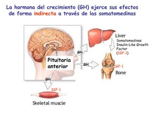 La hormona del crecimiento (GH) ejerce sus efectos
de forma indirecta a través de las somatomedinas
Pituitaria
anterior
GH
GH
GH
GH
Somatomedinas
Insulin-Like Growth
Factor
(IGF-1)
IGF-1
IGF-1
 