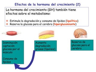 Disminución
captación
glucosa por el
músculo
Consumo de
lípidos
Efectos de la hormona del crecimiento (2)
La hormona del crecimiento (GH) también tiene
efectos sobre el metabolismo:
 Estimula la degradación y consumo de lípidos (lipolítica)
 Reserva la glucosa para el cerebro (hiperglucemiante)
Aumento
degradación
grasas (lipolisis)
Reserva de
glucosa para el
cerebro
 