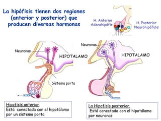 La hipófisis tienen dos regiones
(anterior y posterior) que
producen diversas hormonas
H. Anterior
Adenohipófisis
Hipofisis anterior.
Está conectada con el hipotálamo
por un sistema porta
La Hipofisis posterior.
Está conectada con el hipotálamo
por neuronas
HIPOTALAMO
Neuronas
HIPOTALAMO
Neuronas
Sistema porta
H. Posterior
Neurohipófisis
 