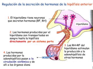 Hipotálamo
Hipotálamo
Regulación de la secreción de hormonas de la hipófisis anterior
1. El hipotalámo tiene neuronas
que secretan hormonas (RF, RH)
2. Las hormonas producidas por el
hipotálamo son transportadas en
sangre hasta la hipófisis
directamente por un sistema porta
3. Las RH=RF del
hipotálamo estimulan
la producción a la
adenohipófisis de
otras hormonas
4. Las hormonas
producidas por la
adenohipófisis pasan a la
circulación sistémica y de
alli a los órganos diana
 