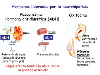 Hormonas liberadas por la neurohipófisis
Oxitocina
Vasoconstricción
vasos
Glándulas
mamarias
Secreción de
leche durante
lactancia
Útero
Contracción
durante el
parto
¿Qué efecto tendrá la ADH sobre
la presión arterial?
Retención de agua
Reducción diuresis
(efecto principal)
Riñón
ADH
Vasopresina=
Hormona antidiurética (ADH)
ADH
 