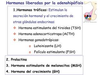 1.Hormonas tróficas: Estimulan la
secreción hormonal y el crecimiento de
otras glándulas endocrinas:
 Hormona estimulante del tiroides (TSH)
 Hormona adenocorticotropa (ACTH)
 Hormonas gonadotrópicas:
o Luteinizante (LH)
o Folículo estimulante (FSH)
2. Prolactina
3. Hormona estimulante de melanocitos (MSH)
4. Hormona del crecimiento (GH)
Hormonas liberadas por la adenohipófisis
 
