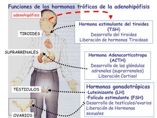 Funciones de las hormonas tróficas de la adenohipófisis
Hormona estimulante del tiroides
(TSH)
Desarrollo del tiroides
Liberación de hormonas Tiroideas
Hormona Adenocorticotropa
(ACTH)
Desarrollo de las glándulas
adrenales (suprarrenales)
Liberación Cortisol
Hormonas gonadotrópicas
•Luteinizante (LH)
•Folículo estimulante (FSH)
Desarrollo de testículos/ovarios
Liberación de Hormonas
sexuales
TIROIDES
SUPRARRENALES
TESTICULOS
OVARIOS
adenohipófisis
 