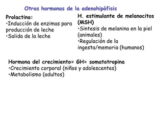 Otras hormonas de la adenohipófisis
Prolactina:
•Inducción de enzimas para
producción de leche
•Salida de la leche
H. estimulante de melanocitos
(MSH)
•Sintesis de melanina en la piel
(animales)
•Regulación de la
ingesta/memoria (humanos)
Hormona del crecimiento= GH= somatotropina
•Crecimiento corporal (niños y adolescentes)
•Metabolismo (adultos)
 