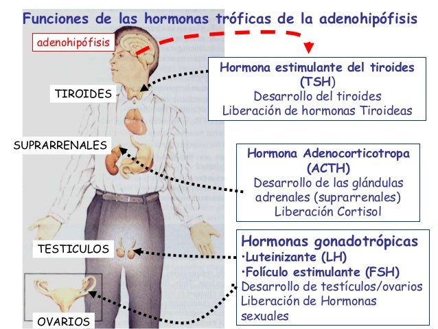 Sist endocrino 2