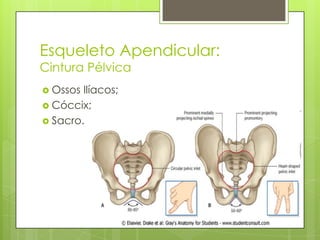 Esqueleto Apendicular:
Cintura Pélvica
 Ossos

Ilíacos;
 Cóccix;
 Sacro.

 