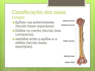 Classificação dos ossos:
Longos

 Epífises

nas extremidades
(tecido ósseo esponjoso);
 Diáfise no centro (tecido ósseo
compacto);
 Metáfise entre a epífise e a
diáfise (tecido ósseo
esponjoso).

 