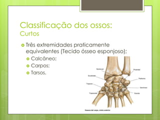 Classificação dos ossos:
Curtos
 Três

extremidades praticamente
equivalentes (Tecido ósseo esponjoso);




Calcâneo;
Carpos;
Tarsos.

 