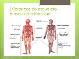Diferenças do esqueleto
masculino e feminino

 
