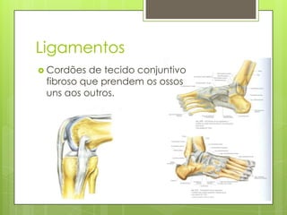 Ligamentos
 Cordões

de tecido conjuntivo
fibroso que prendem os ossos
uns aos outros.

 