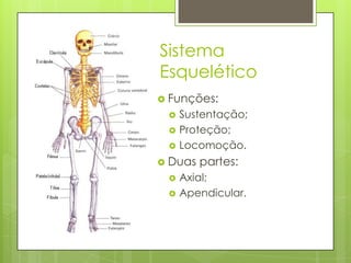 Sistema
Esquelético
 Funções:




Sustentação;
Proteção;
Locomoção.

 Duas



partes:

Axial;
Apendicular.

 