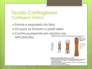 Tecido Cartilaginoso
Cartilagem Hialina
 Forma

o esqueleto do feto;
 Os ossos se formam a partir dela;
 Continua presente em adultos nas
articulações;

 