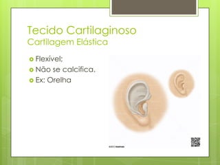 Tecido Cartilaginoso
Cartilagem Elástica
 Flexível;
 Não

se calcifica.
 Ex: Orelha

 