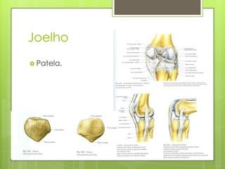Joelho
 Patela.

 
