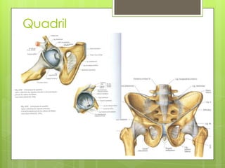 Quadril

 