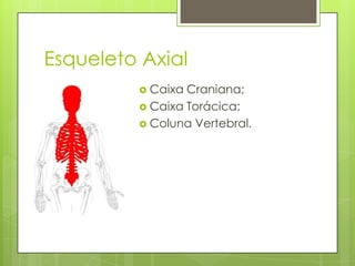 Esqueleto Axial
 Caixa

Craniana;
 Caixa Torácica;
 Coluna Vertebral.

 