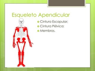 Esqueleto Apendicular
 Cintura

Escapular;
 Cintura Pélvica;
 Membros.

 